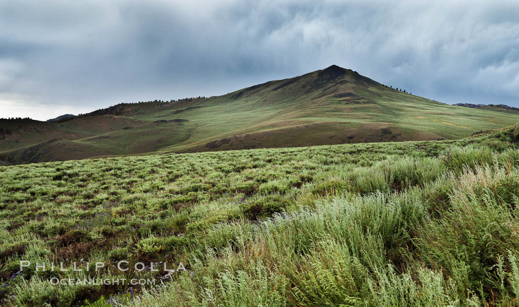 White Mountains and storm clouds, near Patriarch Grove. White Mountains, Inyo National Forest, California, USA, natural history stock photograph, photo id 26986