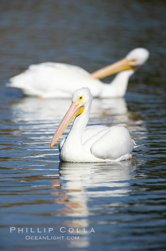 White pelican. Santee Lakes, California, USA, Pelecanus erythrorhynchos, natural history stock photograph, photo id 20118