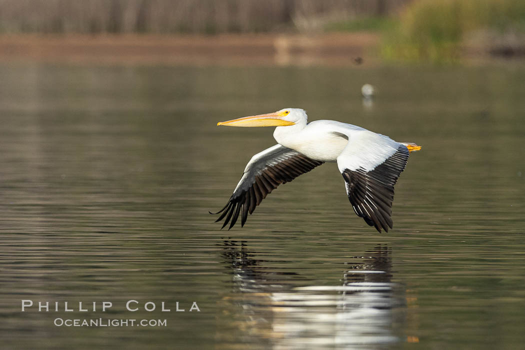 White pelican flying over Lake Hodges, Pelecanus erythrorhynchos. San Diego, California, USA, natural history stock photograph, photo id 37848