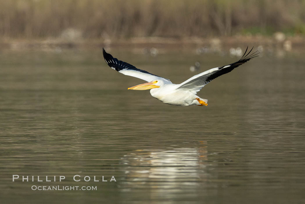 White pelican flying over Lake Hodges, Pelecanus erythrorhynchos. San Diego, California, USA, natural history stock photograph, photo id 37847