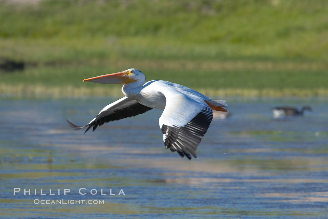 White pelican flies over the Yellowstone River. Hayden Valley, Yellowstone National Park, Wyoming, USA, Pelecanus erythrorhynchos, natural history stock photograph, photo id 13112