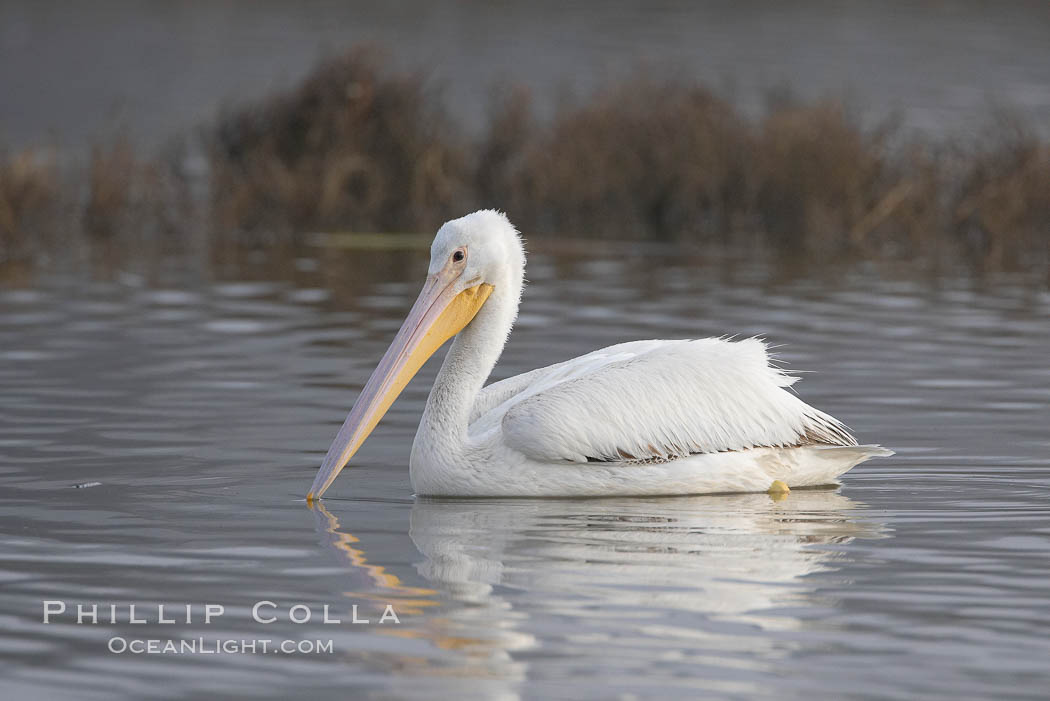 White pelican. San Elijo Lagoon, Encinitas, California, USA, Pelecanus erythrorhynchos, natural history stock photograph, photo id 15719