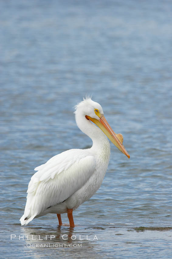 White pelican, breeding adult with fibrous plate on upper mandible of bill, Batiquitos Lagoon. Carlsbad, California, USA, Pelecanus erythrorhynchos, natural history stock photograph, photo id 15649