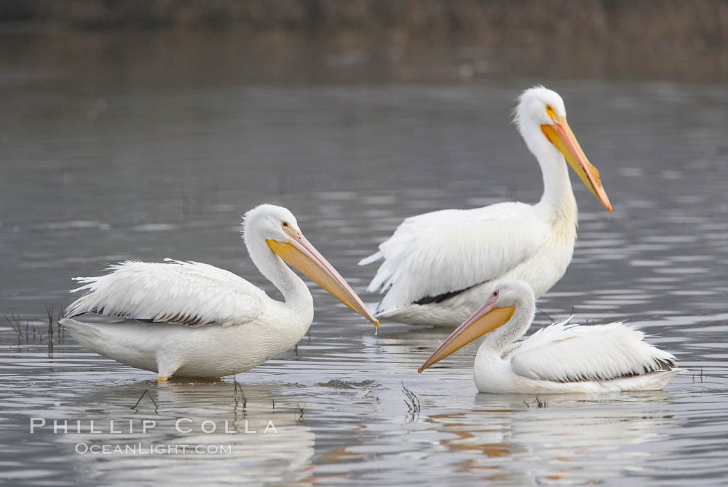 White pelicans. San Elijo Lagoon, Encinitas, California, USA, Pelecanus erythrorhynchos, natural history stock photograph, photo id 15725