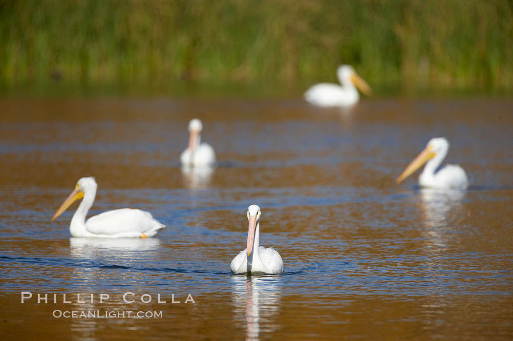 White pelican. Santee Lakes, California, USA, Pelecanus erythrorhynchos, natural history stock photograph, photo id 20108