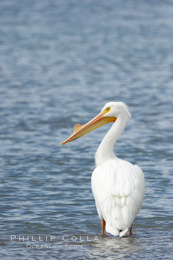 White pelican, breeding adult with fibrous plate on upper mandible of bill, Batiquitos Lagoon. Carlsbad, California, USA, Pelecanus erythrorhynchos, natural history stock photograph, photo id 15651