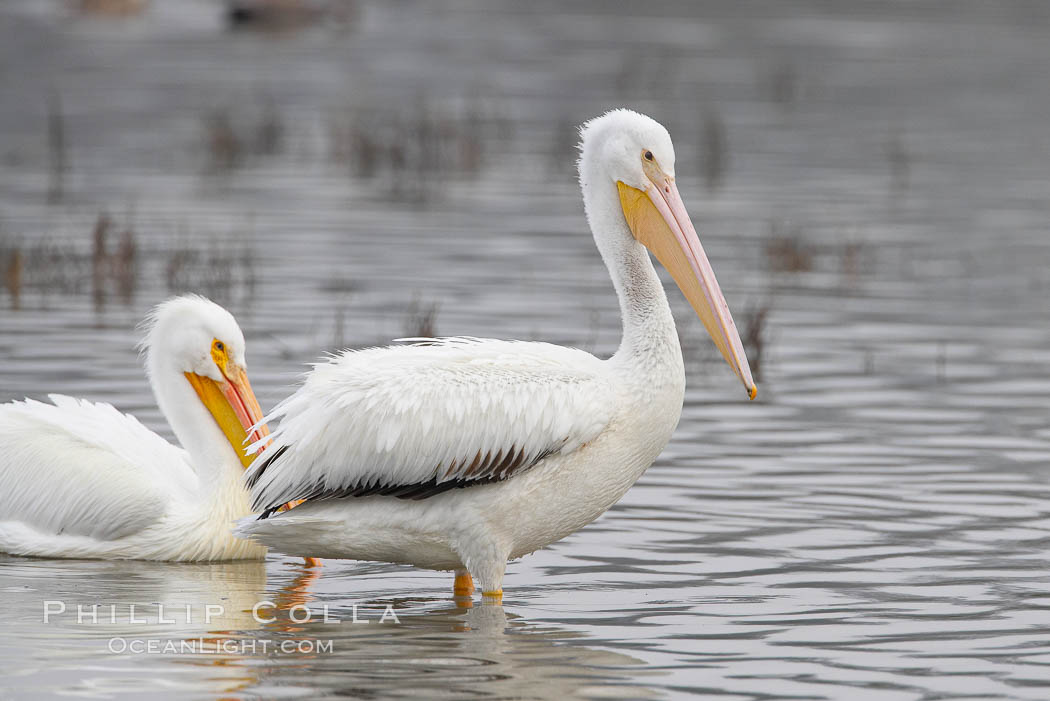 White pelicans. San Elijo Lagoon, Encinitas, California, USA, Pelecanus erythrorhynchos, natural history stock photograph, photo id 15727