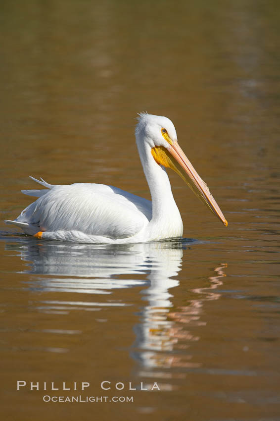 White pelican. Santee Lakes, California, USA, Pelecanus erythrorhynchos, natural history stock photograph, photo id 20111