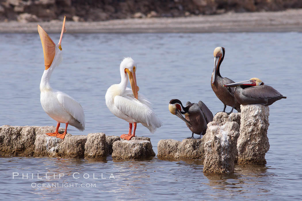 White pelicans and brown pelicans stand together on salt-encrusted pier pilings on the Salton Sea. Imperial County, California, USA, Pelecanus erythrorhynchos, Pelecanus occidentalis, natural history stock photograph, photo id 22503