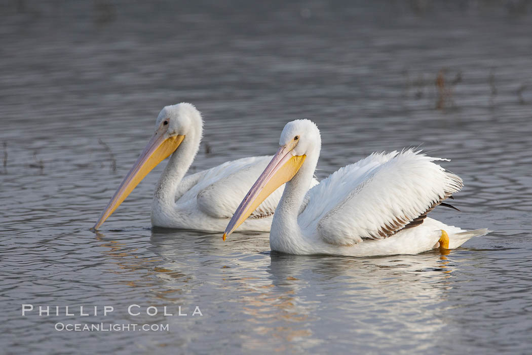 White pelicans. San Elijo Lagoon, Encinitas, California, USA, Pelecanus erythrorhynchos, natural history stock photograph, photo id 15721