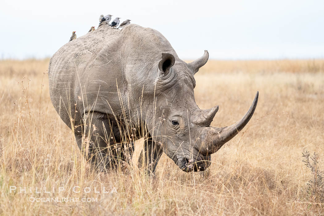 White Rhinocerus, Nairobi National Park. Kenya, Ceratotherium simum, natural history stock photograph, photo id 39541