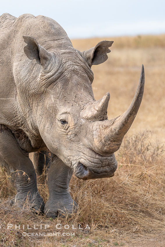 White Rhinocerus, Nairobi National Park. Kenya, Ceratotherium simum, natural history stock photograph, photo id 39733