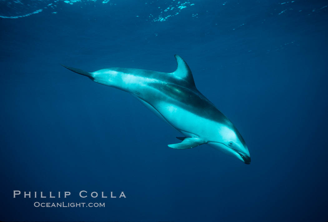 Pacific white sided dolphin. San Diego, California, USA, Lagenorhynchus obliquidens, natural history stock photograph, photo id 00026