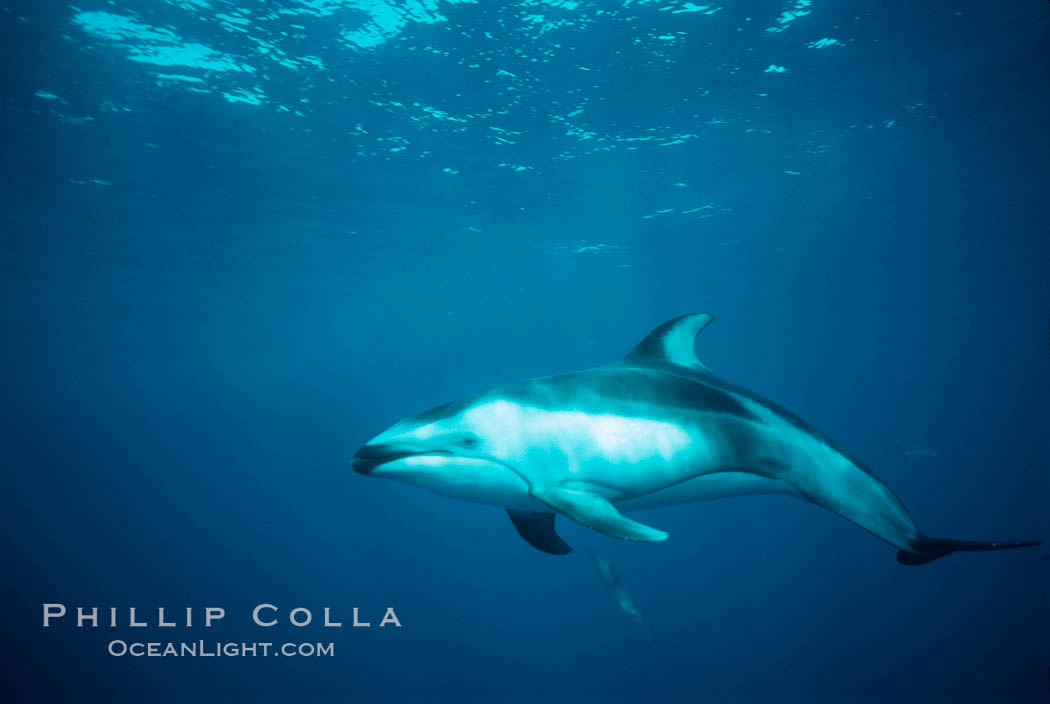 Pacific white sided dolphin. San Diego, California, USA, Lagenorhynchus obliquidens, natural history stock photograph, photo id 00030