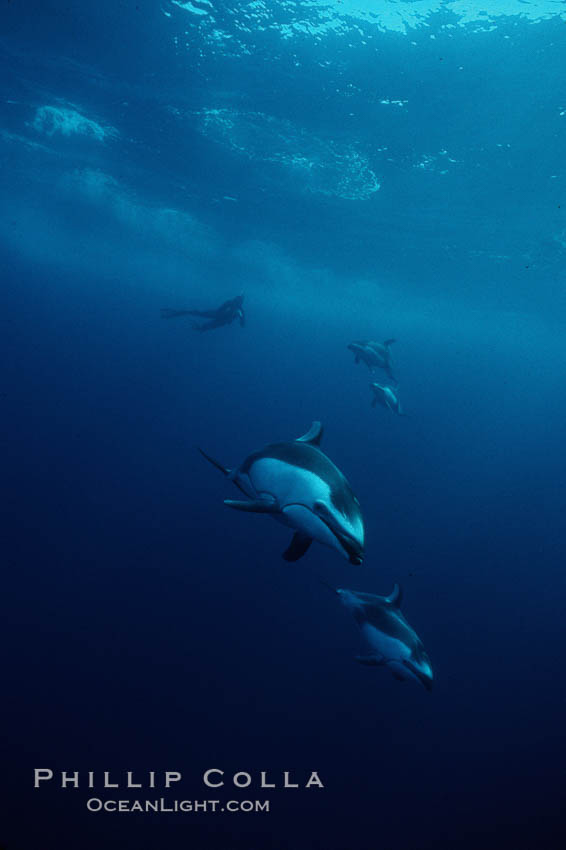 Pacific white sided dolphin. San Diego, California, USA, Lagenorhynchus obliquidens, natural history stock photograph, photo id 00028