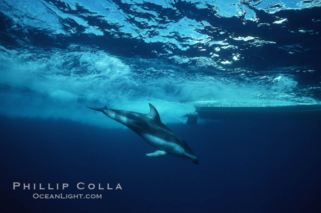 Pacific white sided dolphin. San Diego, California, USA, Lagenorhynchus obliquidens, natural history stock photograph, photo id 00023