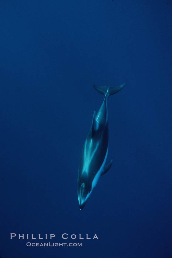 Pacific white sided dolphin. San Diego, California, USA, Lagenorhynchus obliquidens, natural history stock photograph, photo id 00027