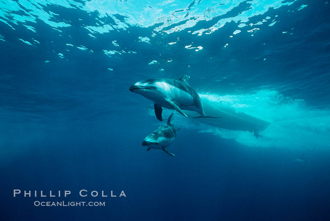 Pacific white sided dolphin. San Diego, California, USA, Lagenorhynchus obliquidens, natural history stock photograph, photo id 00021