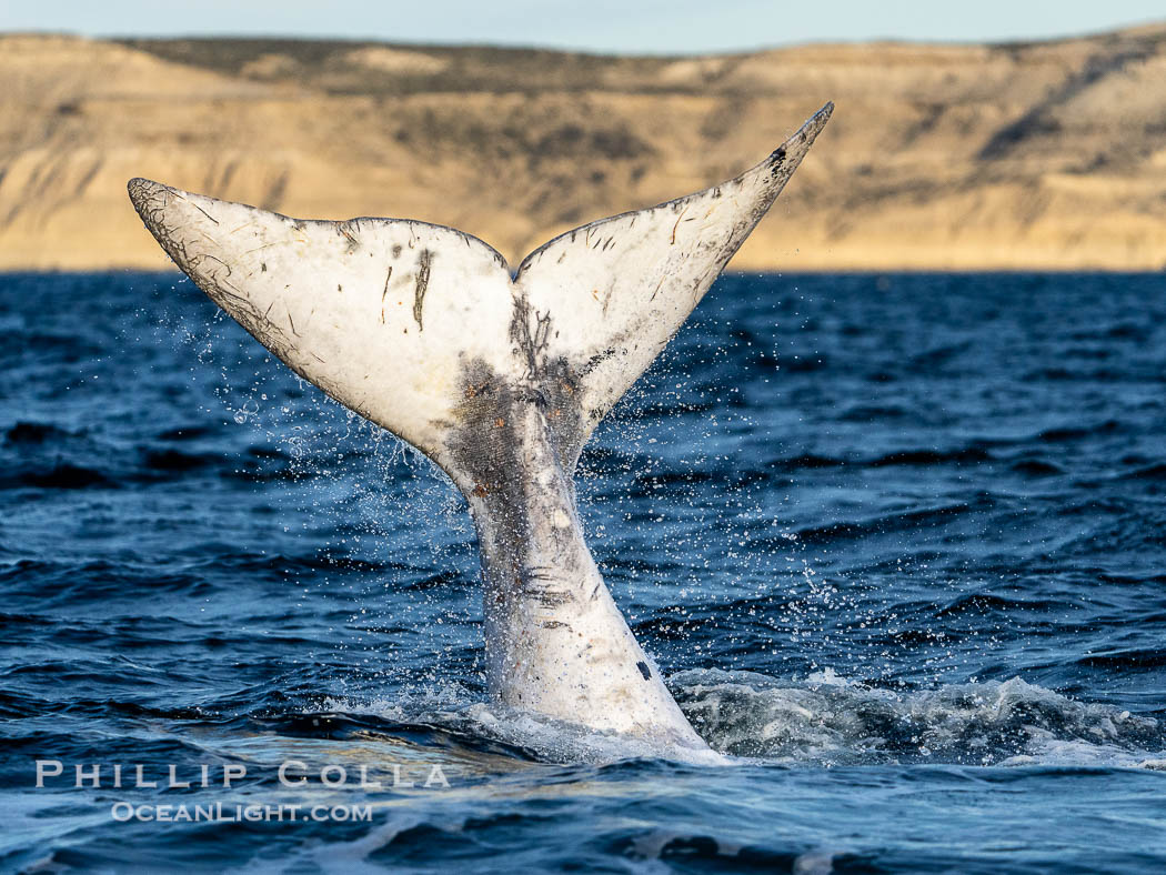 White Southern Right Whale Calf with fluke raised out of the water with the cliffs of Puerto Piramides in the distance. By permission of the Government of Argentina, Chubut, permit # 51 / 2025-SsCyA., Eubalaena australis, natural history stock photograph, photo id 41205