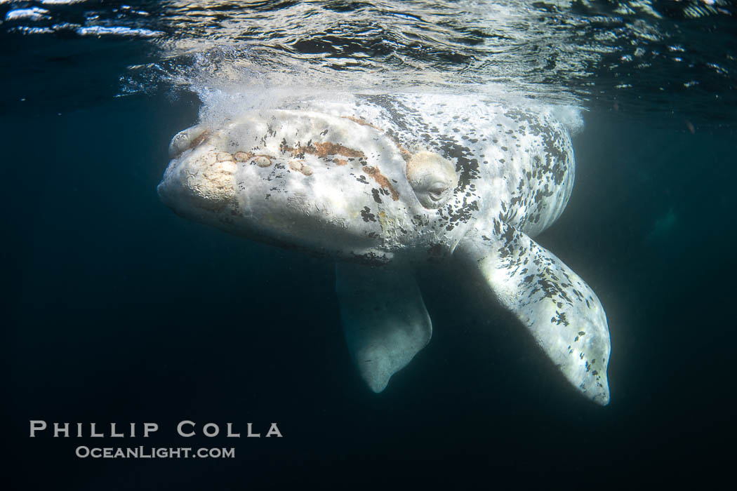 White southern right whale calf underwater, Eubalaena australis. About five per cent of southern right whales are born white due to a condition known as grey morphism and will gradually turn dark as they age.  They are not albino (which is a complete lack of pigmentation).  Sometimes referred to as "brindled", the white coloration is a recessive genetic trait and only lasts a few months.  Typically, but not always, white calves will become much darker as they mature but will still be somewhat lighter than normal even as adults. Puerto Piramides, Chubut, Argentina, Eubalaena australis, natural history stock photograph, photo id 38278