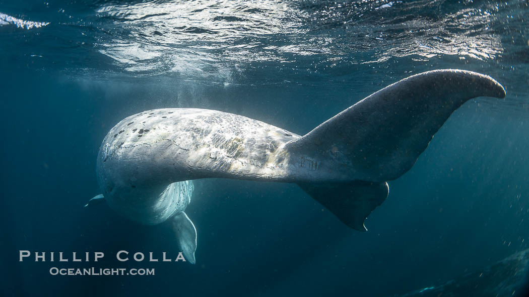 White southern right whale calf underwater, Eubalaena australis. About five per cent of southern right whales are born white due to a condition known as grey morphism and will gradually turn dark as they age.  They are not albino (which is a complete lack of pigmentation).  Sometimes referred to as "brindled", the white coloration is a recessive genetic trait and only lasts a few months.  Typically, but not always, white calves will become much darker as they mature but will still be somewhat lighter than normal even as adults. Puerto Piramides, Chubut, Argentina, Eubalaena australis, natural history stock photograph, photo id 38434