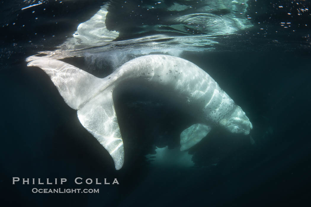 White southern right whale calf underwater, Eubalaena australis. About five per cent of southern right whales are born white due to a condition known as grey morphism and will gradually turn dark as they age.  They are not albino (which is a complete lack of pigmentation).  Sometimes referred to as "brindled", the white coloration is a recessive genetic trait and only lasts a few months.  Typically, but not always, white calves will become much darker as they mature but will still somewhat lighter than normal even as adults. Puerto Piramides, Chubut, Argentina, Eubalaena australis, natural history stock photograph, photo id 38438