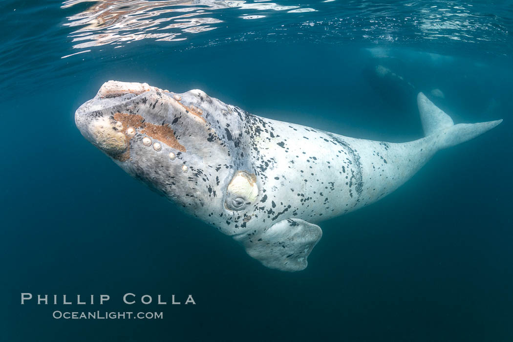 White southern right whale calf underwater, Eubalaena australis, Argentina, Eubalaena australis, Puerto Piramides, Chubut