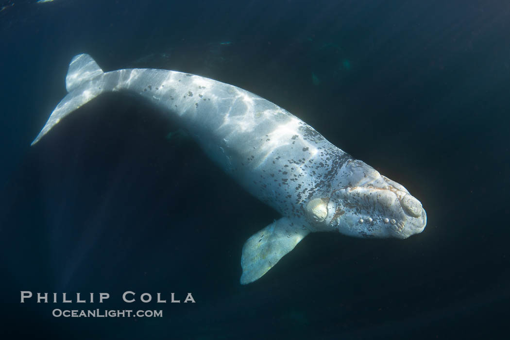White southern right whale calf underwater, Eubalaena australis. About five per cent of southern right whales are born white due to a condition known as grey morphism and will gradually turn dark as they age.  They are not albino (which is a complete lack of pigmentation).  Sometimes referred to as "brindled", the white coloration is a recessive genetic trait and only lasts a few months.  Typically, but not always, white calves will become much darker as they mature but will still somewhat lighter than normal even as adults. Puerto Piramides, Chubut, Argentina, Eubalaena australis, natural history stock photograph, photo id 38276