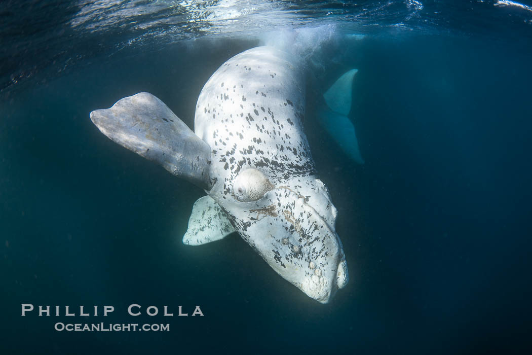 White southern right whale calf underwater, Eubalaena australis. About five per cent of southern right whales are born white due to a condition known as grey morphism and will gradually turn dark as they age.  They are not albino (which is a complete lack of pigmentation).  Sometimes referred to as "brindled", the white coloration is a recessive genetic trait and only lasts a few months.  Typically, but not always, white calves will become much darker as they mature but will still be somewhat lighter than normal even as adults. Puerto Piramides, Chubut, Argentina, Eubalaena australis, natural history stock photograph, photo id 38279