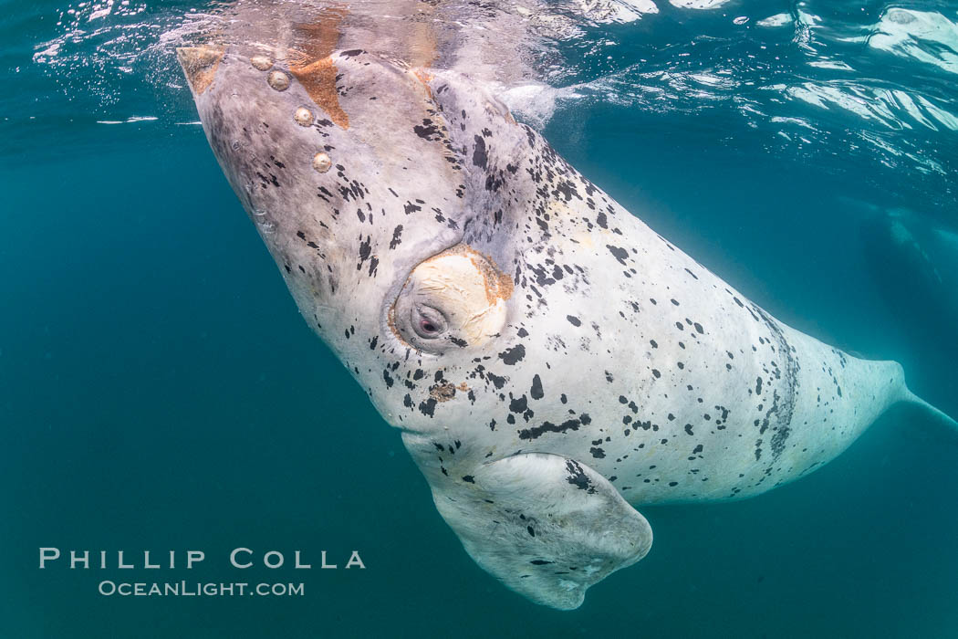 White southern right whale calf underwater, Eubalaena australis, Argentina. Puerto Piramides, Chubut, Eubalaena australis, natural history stock photograph, photo id 35921