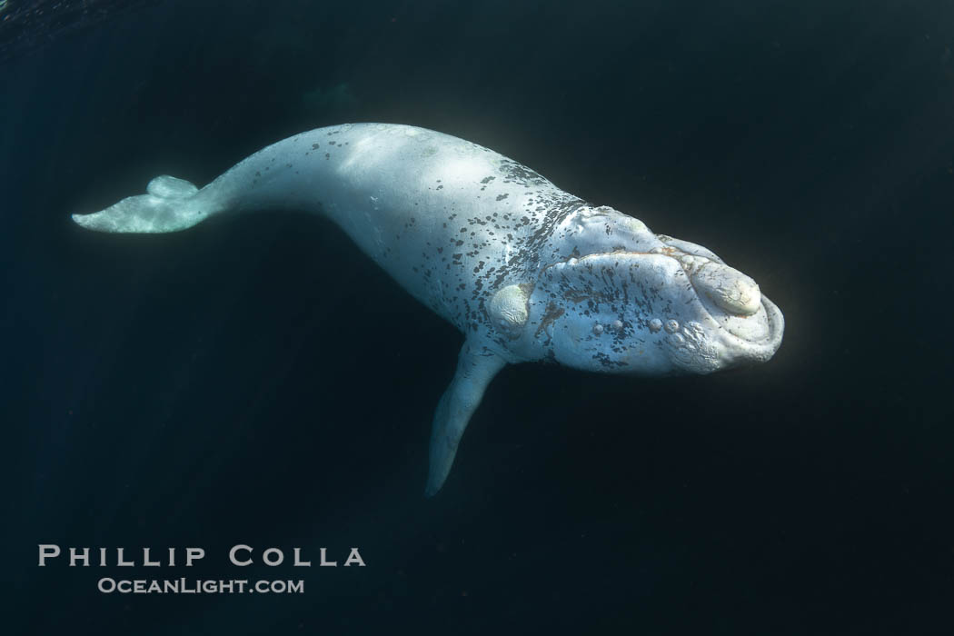 White southern right whale calf underwater, Eubalaena australis. About five per cent of southern right whales are born white due to a condition known as grey morphism and will gradually turn dark as they age.  They are not albino (which is a complete lack of pigmentation).  Sometimes referred to as "brindled", the white coloration is a recessive genetic trait and only lasts a few months.  Typically, but not always, white calves will become much darker as they mature but will still somewhat lighter than normal even as adults. Puerto Piramides, Chubut, Argentina, Eubalaena australis, natural history stock photograph, photo id 38277