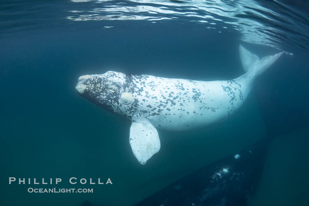 White southern right whale calf underwater, Eubalaena australis. About five per cent of southern right whales are born white due to a condition known as grey morphism and will gradually turn dark as they age. They are not albino (which is a complete lack of pigmentation). Sometimes referred to as "brindled", the white coloration is a recessive genetic trait and only lasts a few months. Typically, but not always, white calves will become much darker as they mature but will still be somewhat lighter than normal even as adults. By permission of the Government of Argentina, Chubut, permit # 51 / 2025-SsCyA. Puerto Piramides, Eubalaena australis, natural history stock photograph, photo id 41269