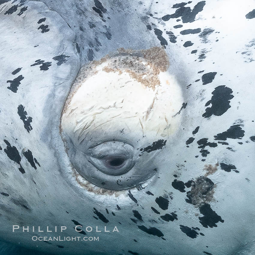 White southern right whale calf underwater, eyeball, Eubalaena australis, Argentina, Eubalaena australis, Puerto Piramides, Chubut