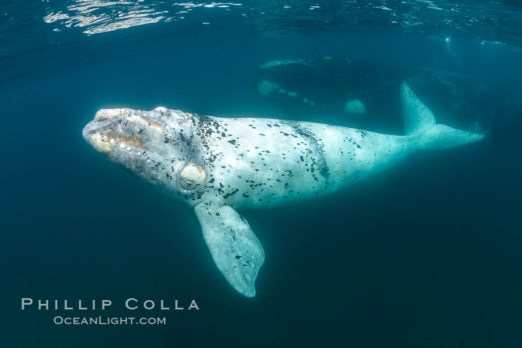 White southern right whale calf underwater, Eubalaena australis, Argentina. Puerto Piramides, Chubut, Eubalaena australis, natural history stock photograph, photo id 35983