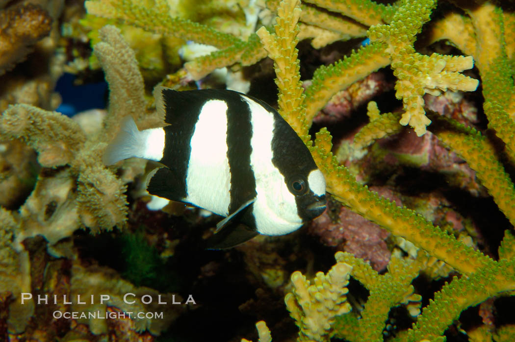 White-tailed damselfish., Dascyllus aruanus, natural history stock photograph, photo id 09438