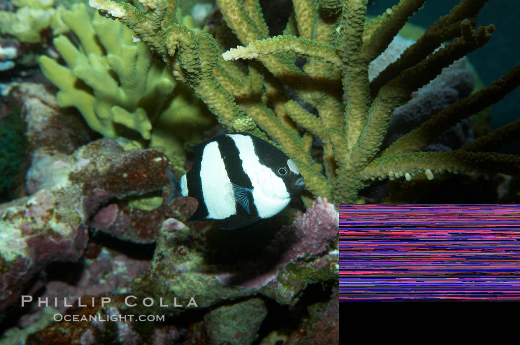 White-tailed damselfish., Dascyllus aruanus, natural history stock photograph, photo id 11846