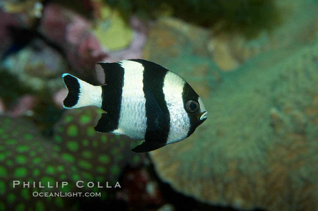 White-tailed damselfish., Dascyllus aruanus, natural history stock photograph, photo id 11844