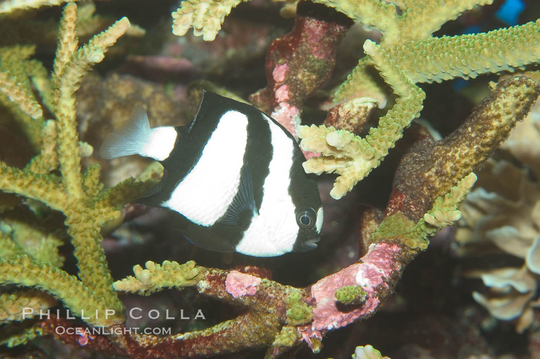 White-tailed damselfish., Dascyllus aruanus, natural history stock photograph, photo id 07901