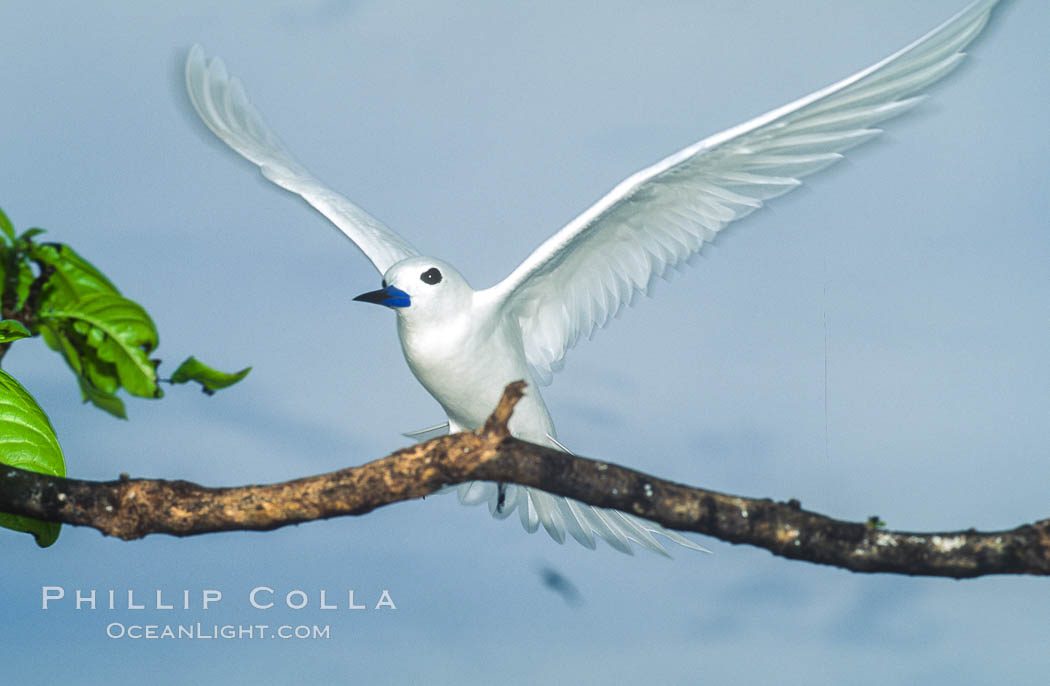 White tern, Rose Atoll National Wildlife Refuge, Fairy tern, Gygis alba. Rose Atoll National Wildlife Sanctuary, American Samoa, USA, natural history stock photograph, photo id 00866