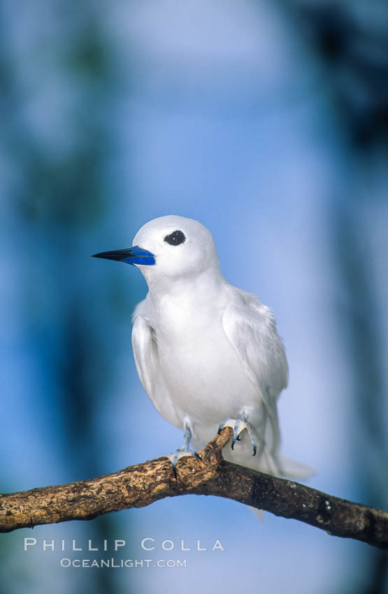 White tern, Rose Atoll National Wildlife Refuge, Fairy tern, Gygis alba. Rose Atoll National Wildlife Sanctuary, American Samoa, USA, natural history stock photograph, photo id 00870