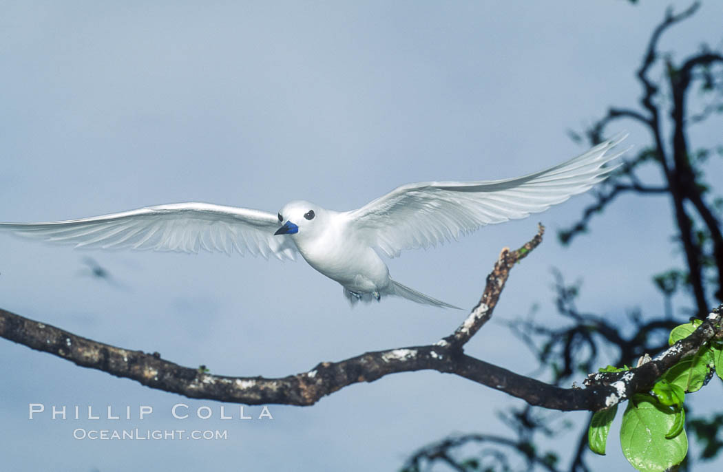 White tern, Rose Atoll National Wildlife Refuge, Fairy tern, Gygis alba. Rose Atoll National Wildlife Sanctuary, American Samoa, USA, natural history stock photograph, photo id 00867