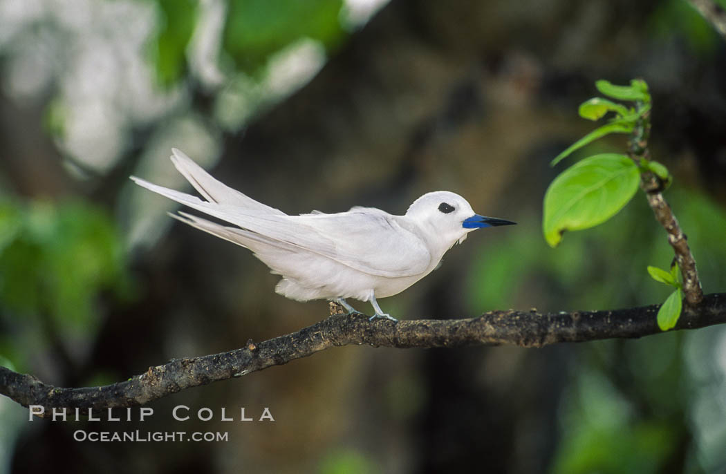 White tern, Rose Atoll National Wildlife Refuge, Fairy tern, Gygis alba. Rose Atoll National Wildlife Sanctuary, American Samoa, USA, natural history stock photograph, photo id 00873