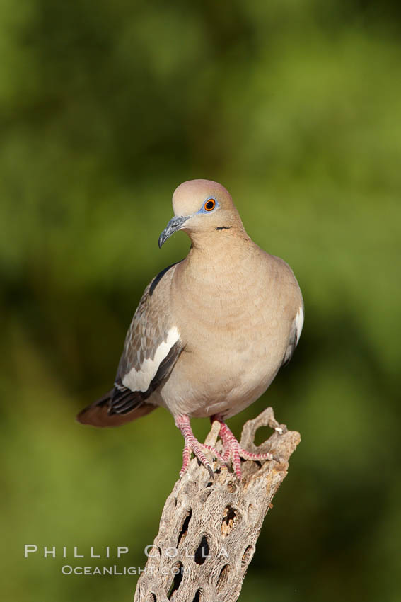 White-winged dove. Amado, Arizona, USA, Zenaida asiatica, natural history stock photograph, photo id 22918