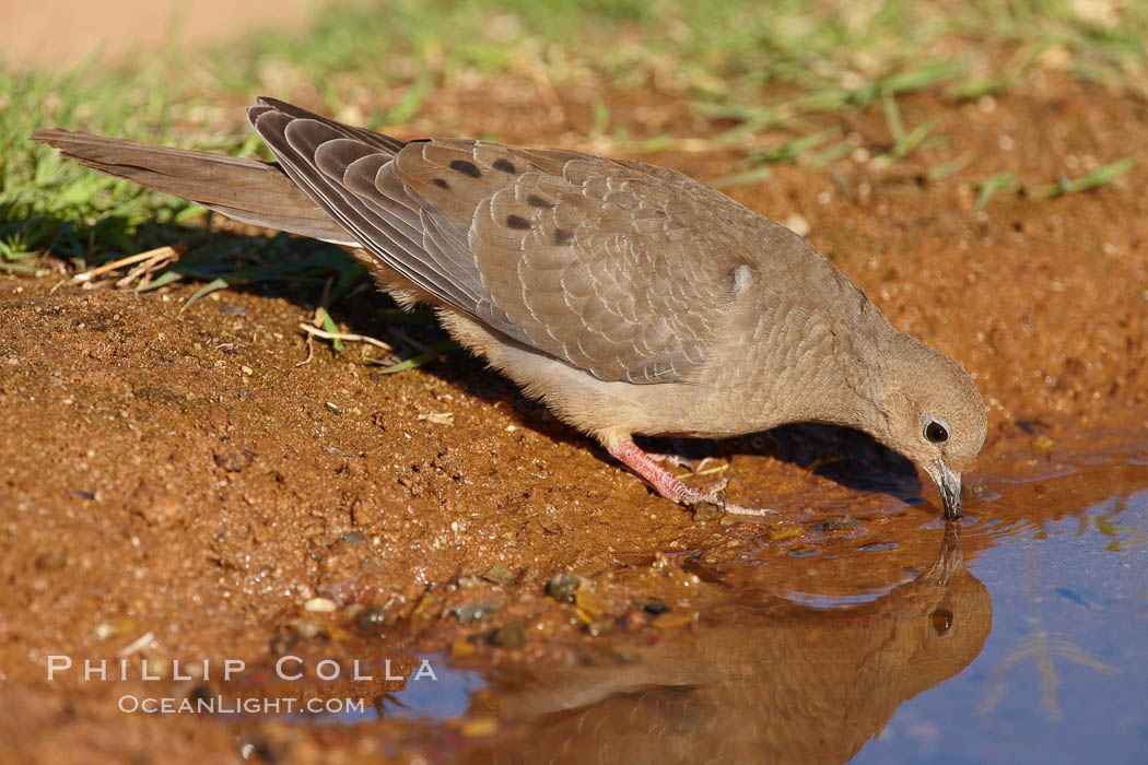 White-winged dove. Amado, Arizona, USA, Zenaida asiatica, natural history stock photograph, photo id 23074