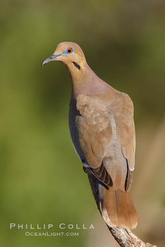 White-winged dove. Amado, Arizona, USA, Zenaida asiatica, natural history stock photograph, photo id 22979