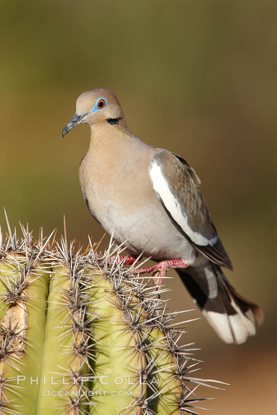 White-winged dove. Amado, Arizona, USA, Zenaida asiatica, natural history stock photograph, photo id 23015