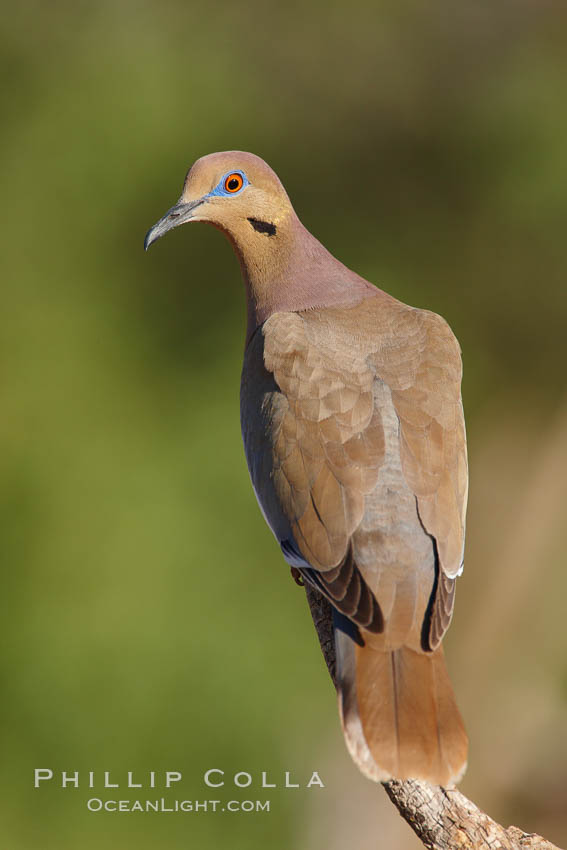 White-winged dove. Amado, Arizona, USA, Zenaida asiatica, natural history stock photograph, photo id 23067