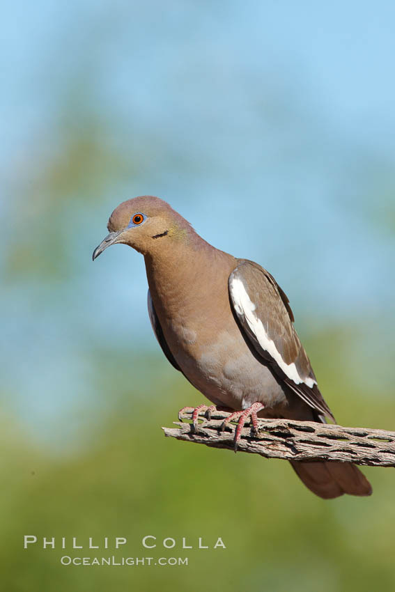 White-winged dove. Amado, Arizona, USA, Zenaida asiatica, natural history stock photograph, photo id 22989