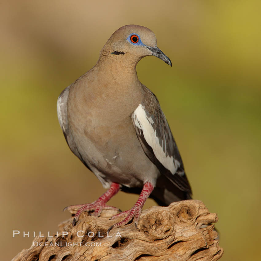 White-winged dove. Amado, Arizona, USA, Zenaida asiatica, natural history stock photograph, photo id 23033