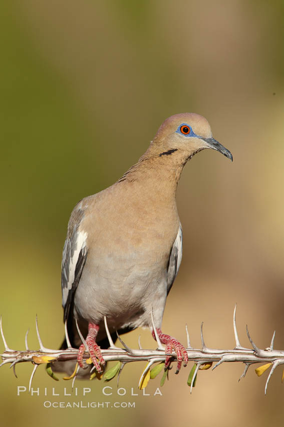 White-winged dove. Amado, Arizona, USA, Zenaida asiatica, natural history stock photograph, photo id 23069